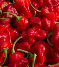 Chilli Jamaican Hot Red - Capsicum annuum - semená - 6 ks