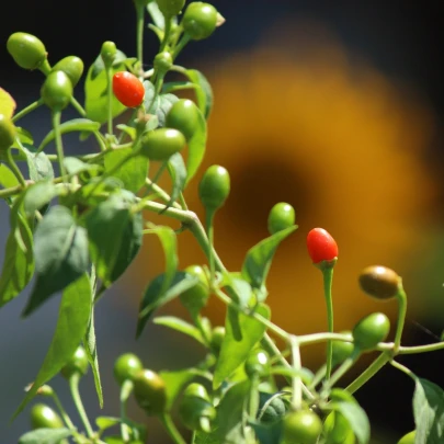 Chilli Tepin - Capsicum annuum - semená - 7 ks