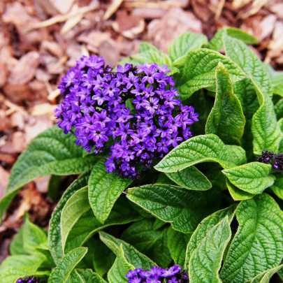 Skrutec peruánsky Marine - Heliotropium arborescens - semená - 40 ks