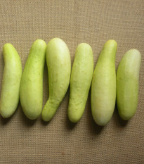 Uhorka šalátová Martini F1 - Cucumis sativus - semená - 10 ks