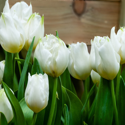 Tulipán Agrass White - Tulipa - ciibuľoviny - 3 ks