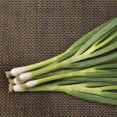 Cibuľa zväzková zimná Freddy - Allium fistulosum - semená - 250 ks