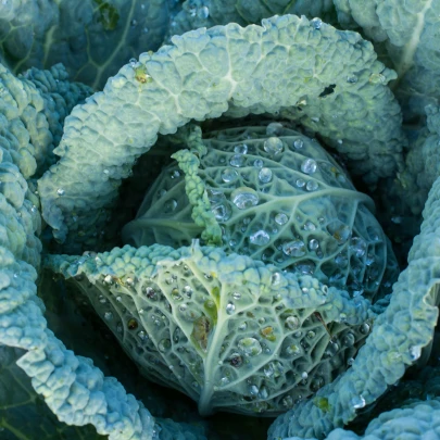 Kel hlávkový neskorý Langedijský - Brassica oleracea L. - semená - 160 ks