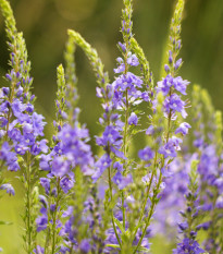 Veronika lekárska - Veronica officinalis - semená - 30 ks