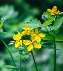 Lastovičník väčší - Chelidonium majus - semená - 100 ks