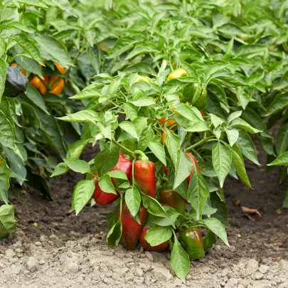 Paprika Bajka - Capsicum annuum - semená - 20 ks