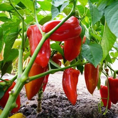 Paprika Meika - Capsicum annuum - semená - 20 ks