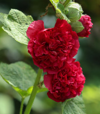 Topoľovka Chaters Scarlet - Alcea rosea - semená - 8 ks