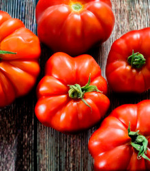 BIO paradajka Marmande - Solanum lycopersicum - bio semená - 15 ks