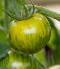 BIO paradajka Zelená zebra - Solanum lycopersicum - bio semená - 6 ks