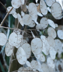 Mesačnica ročná biela - Lunaria annua - semená - 40 ks