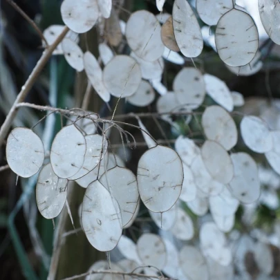 Mesačnica ročná biela - Lunaria annua - semená - 40 ks