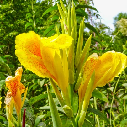 Kana Yellow Humbert - Canna - cibuľoviny - 1 ks