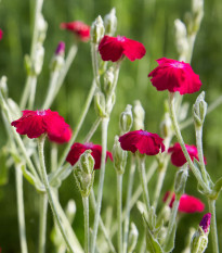 Kukučka vencová - Lychnis coronaria - semená - 50 ks