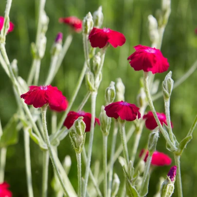 Kukučka vencová - Lychnis coronaria - semená - 50 ks