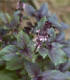 Bazalka škoricová - Ocimum basilicum - semená - 50 ks