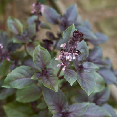 Bazalka škoricová - Ocimum basilicum - semená - 50 ks