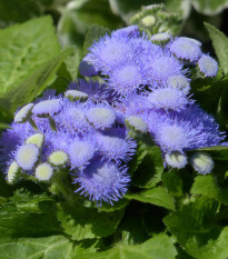 Agerát Aloha modrý - Ageratum Aloha Blue - semená - 20 ks