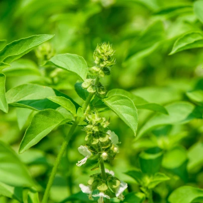 Bazalka citrónová - Ocimum basilicum citriodorum - semená - 100 ks