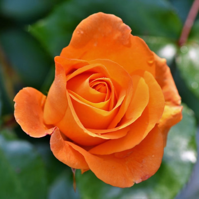Ruža veľkokvetá pnúca oranžová - Rosa - voľnokorenné sadenice ruže - 1 ks