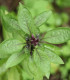 Bazalka thajská - Ocimum basilicum var. thyrsiflora - semená - 50 ks