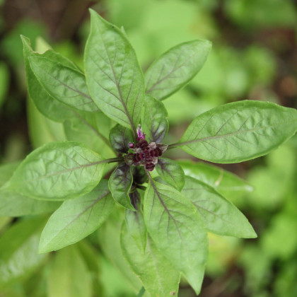 Bazalka thajská - Ocimum basilicum var. thyrsiflora - semená - 50 ks