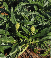 Artičoka zelená - Cynara scolymus - voľnokorenné sadenice artičoky - 1 ks