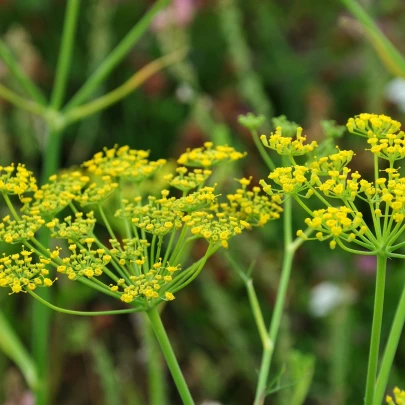 Fenikel obyčajný - Foeniculum vulgare - semená - 100 ks