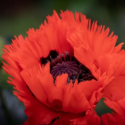 Mak východný Turkenlouis - Papaver rhoeas - voľnokorenné sadenice maku - 1 ks