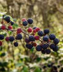 Ostružina beztŕňová čierna - Rubus - voľnokorenné sadenice ostružiny - 1 ks