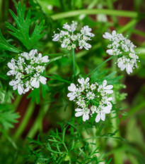 Koriander - Coriandrum sativum - semená - 100 ks