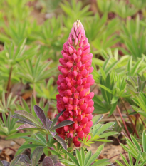 Lupina mnoholistá červená - Lupinus polyphyllus - voľnokorenné sadenice lupiny - 1 ks