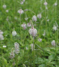 BIO skoroceľ Minutina - Plantago coronopus - bio semená - 500 ks