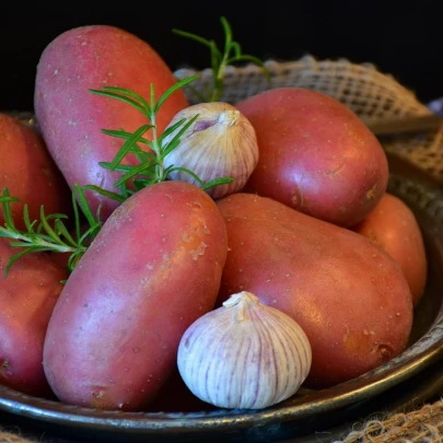 Sadbové zemiaky Rosara - Solanum tuberosum - 5 kg