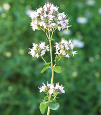 Majoránka zahradní - Majorana hortensis - semena majoránky - 500 ks