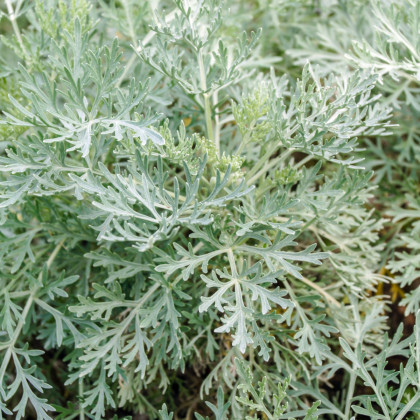 Palina pravá - Artemisia absinthum - semená - 0,02 g