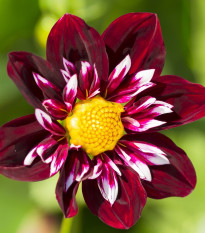 Georgína premenlivá Dandy zmes - Dahlia Variabilis - semená - 14 ks