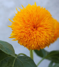 Slnečnica ročná Teddy Bear - Helianthus annuus - semená - 15 ks