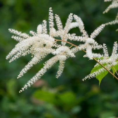 Astilba japonská Deutschland - Astilbe japonica - cibuľoviny - 1 ks