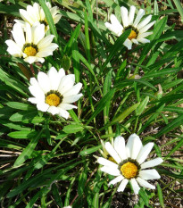 Gazánia Kiss White F1 - Gazania rigens - semená - 12 ks