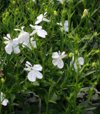 Lobelka drobná Biely palác - Lobelia erinus - semená - 0,1 g