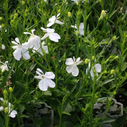 Lobelka drobná Biely palác - Lobelia erinus - semená - 0,1 g