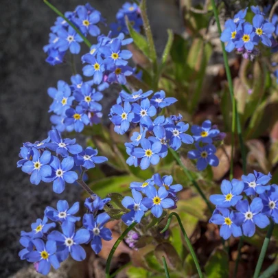 Nezábudka lesná Compindi - Myosotis sylvatica - semená - 100 ks