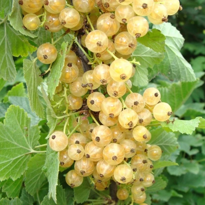 Ríbezľa biela - Ribes sylvestre - voľnokorenné sadenice ríbezle - 1 ks