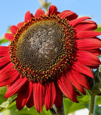 Slnečnica ročná Moulin Rouge - Helianthus annuus - semená - 8 ks