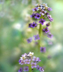 Lobulária prímorská Könnigsteppich - Lobularia maritima - semená - 50 ks