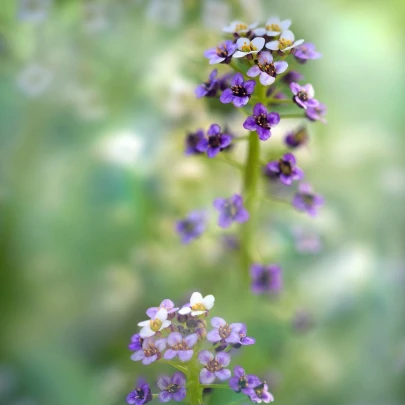 Lobulária prímorská Könnigsteppich - Lobularia maritima - semená - 50 ks