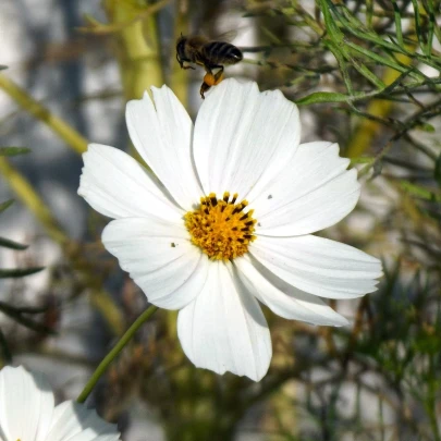 Krasuľka Sonata biela - Cosmos bipinnatus - semená - 15 ks