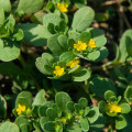 Portulaka zlatá - Portulaca oleracea - semená - 30 ks