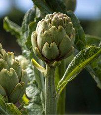 Artičoka zelená Grosse von Laon - Cynara scolymus - semená - 20 ks